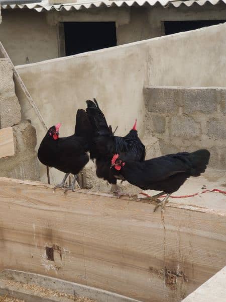 Australorp Hen Desi Murghi Andy dene wali 5