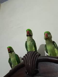 Raw Parrot / breading pair / parrot pair / talking parrot / hand tame