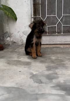 German shepherd male & frmale puppies