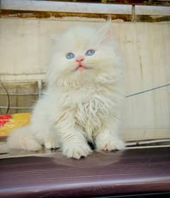 Persian kitten blue eyes  very friendly