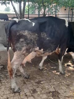 Imported frezian second timer with female calf