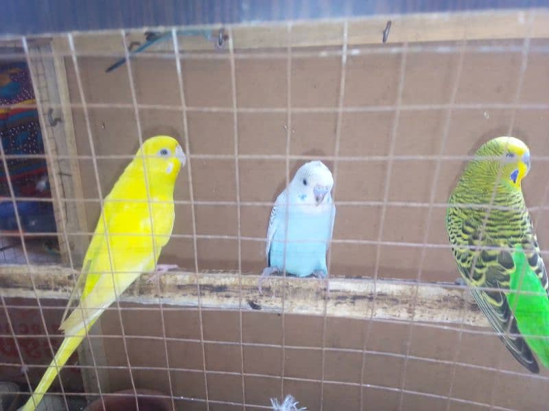 2 pairs of love birds with cage 1