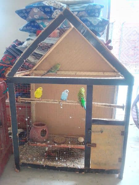 2 pairs of love birds with cage 2