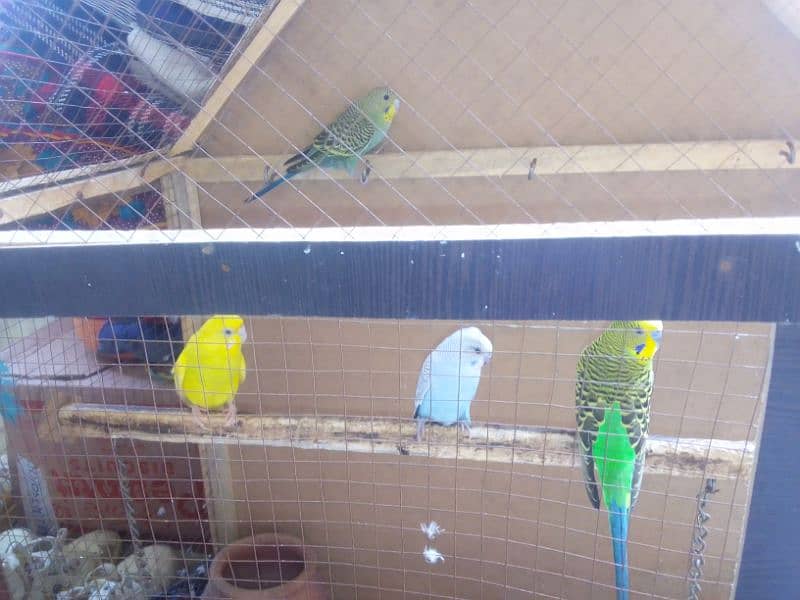 2 pairs of love birds with cage 3