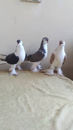 Sherazi pigeon (chichawatni)