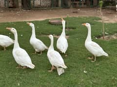 white neck ducks