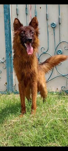 Belgium Shepherd male 6 month for sale