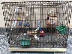 Australian parrots 8l7 female 5 male