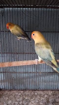 Lovebirds with DNA and without DNA 0