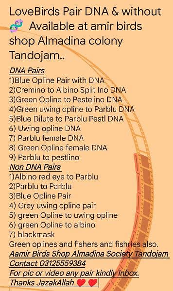 Lovebirds with DNA and without DNA 4