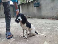 cocker spaniel 5 month