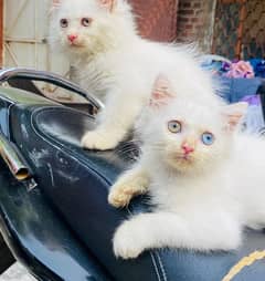 Triple coated PERSIAN kittens |Vaccinated|