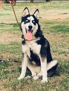 Giant Size Siberian Husky Male Puppy 4.5 months old