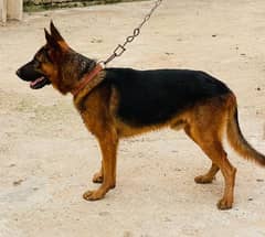 pure German shepherd