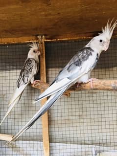 Eno pied Breeder pair