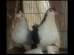 Fancy Pigeons