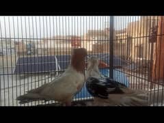 Fancy Pigeons