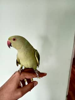 Ringneck pair for sale (hand-tamed)