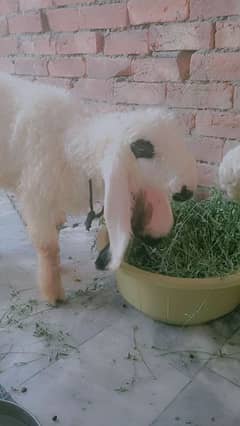 female mundari male kajla full healthily and active