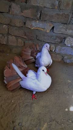 brown tail American lakha urgent for sale