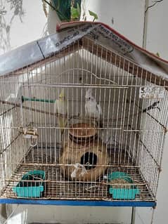 2 cocktail parrots without cage. With accessories