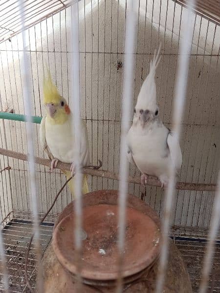 2 cocktail parrots without cage. With accessories 1