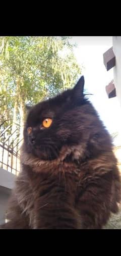 persian triple coated neutered male cat 0