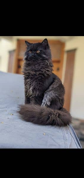 persian triple coated neutered male cat 3