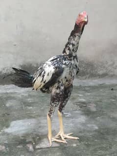 Aseel Mix Breeds Pathy Pathiyan for Sale