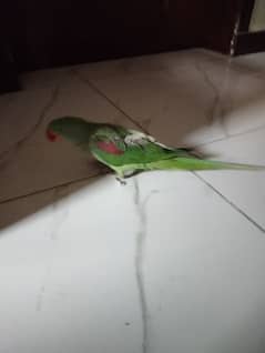 raw parrot for sale