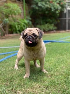 Pug Pair for sale (Pure Breed)  Age 1 year