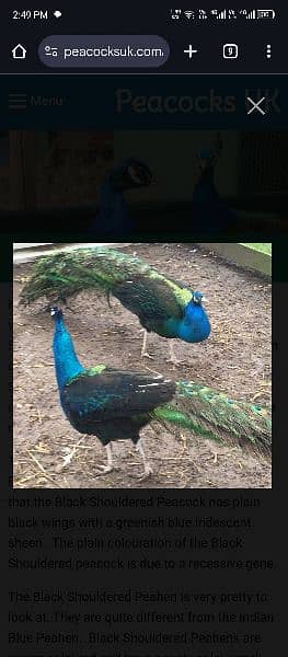 peacock pair active 2