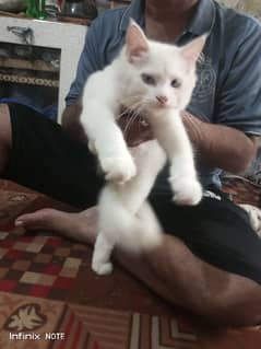 PERSIAN CAT 0