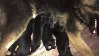 Black Shepherd puppies Double coat for sale