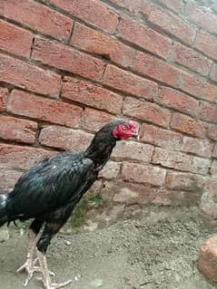 aseel patha murgiyan and chicks for sale top quality