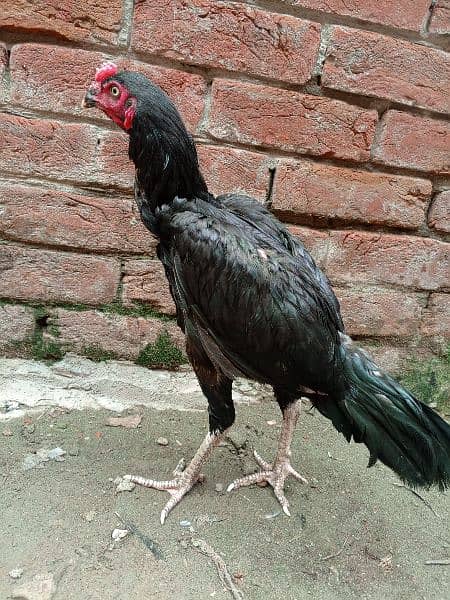 aseel patha murgiyan and chicks for sale top quality 2