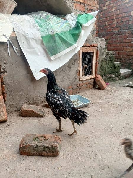 aseel patha murgiyan and chicks for sale top quality 5