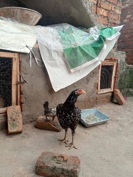 aseel patha murgiyan and chicks for sale top quality 7