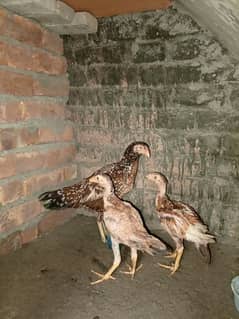 aseel patha murgiyan and chicks for sale top quality