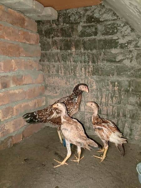 aseel patha murgiyan and chicks for sale top quality 8