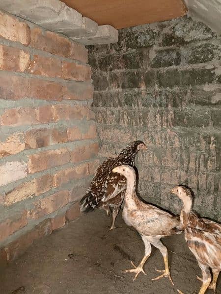 aseel patha murgiyan and chicks for sale top quality 9