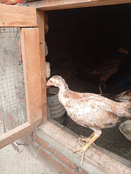 aseel patha murgiyan and chicks for sale top quality 10