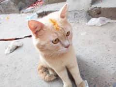 mere pas aik Parisian cat hai male Bht hi zyda pyara hai original me