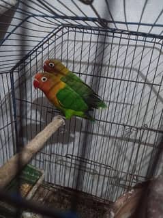 love birds pair for sale