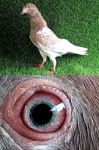 lakhy/ golden/ sherazi/ tedi  mix pigeon 1200 per . . . 1