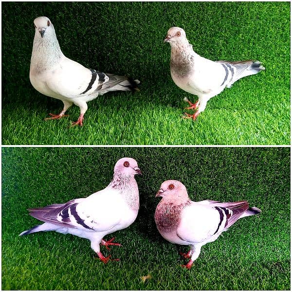 lakhy/ golden/ sherazi/ tedi  mix pigeon 1200 per . . . 2