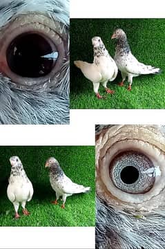 lakhy/ golden/ sherazi/ tedi  mix pigeon 1200 per . . .