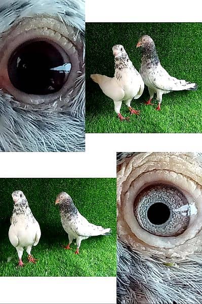 lakhy/ golden/ sherazi/ tedi  mix pigeon 1200 per . . . 0