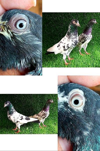 lakhy/ golden/ sherazi/ tedi  mix pigeon 1200 per . . . 3