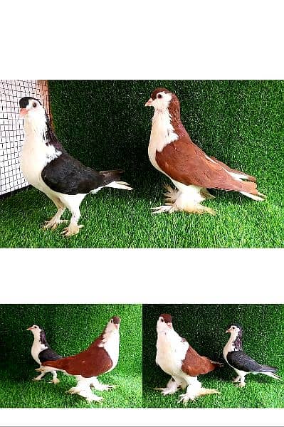 lakhy/ golden/ sherazi/ tedi  mix pigeon 1200 per . . . 4